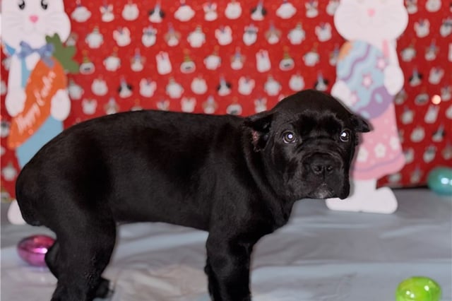 Lily | Puppies For Sale at Pawrade