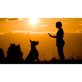 Train Yourself like a Dog