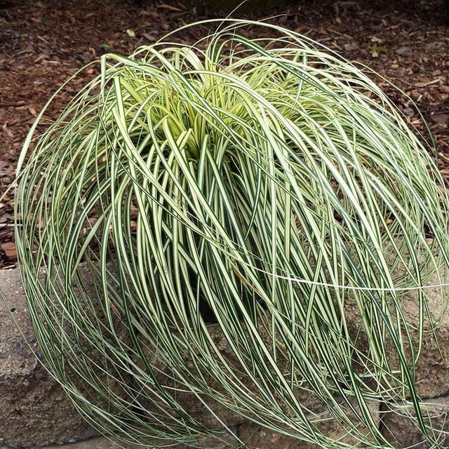 Evergold Sedge