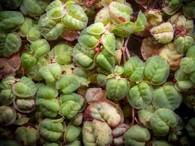Red Root Floater (Phyllanthus fluitans)