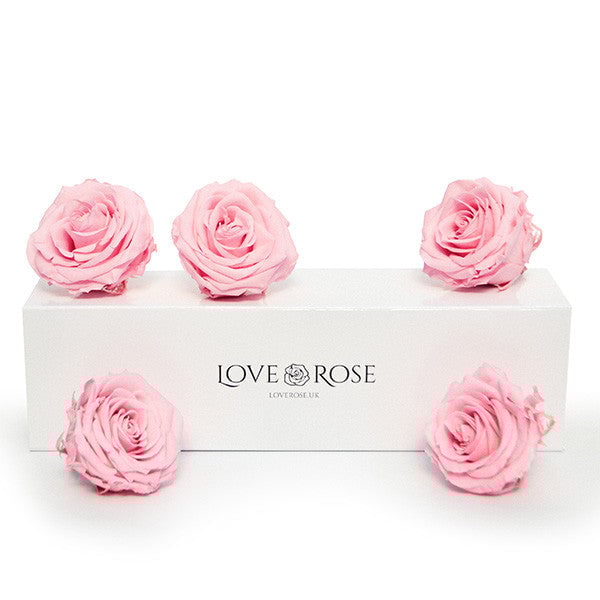 5 Infinity Pink Roses in a White Box