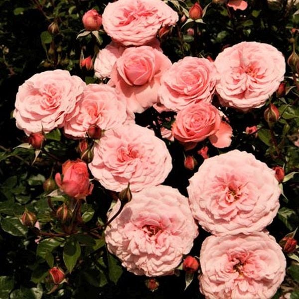 Sexy Rexy™ Floribunda Rose