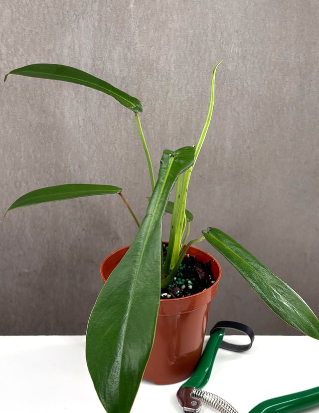 Philodendron Joepii