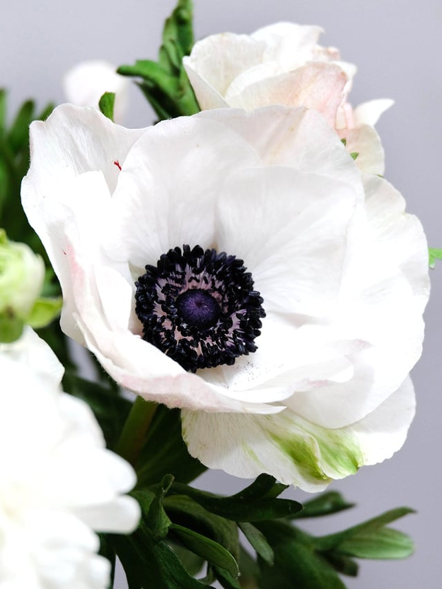 Italian Anemone Mistral Bianco Centro Nero