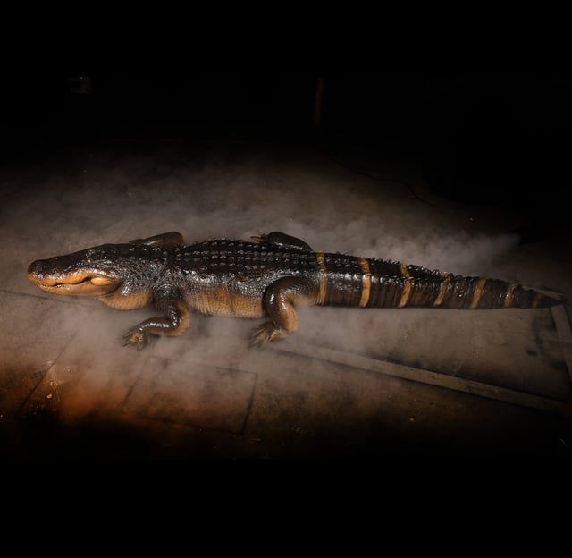 Alligator Display