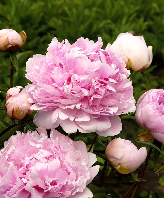 Dr. Alex Fleming Peony - 1 root division