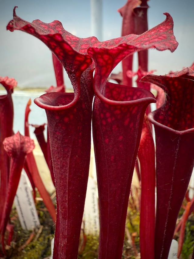 Sarracenia leucophylla ‘Calen’s Super’ x flava var atropurpurea Potted