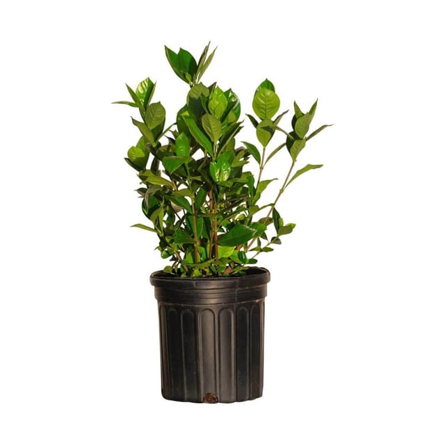 August Beauty Gardenia