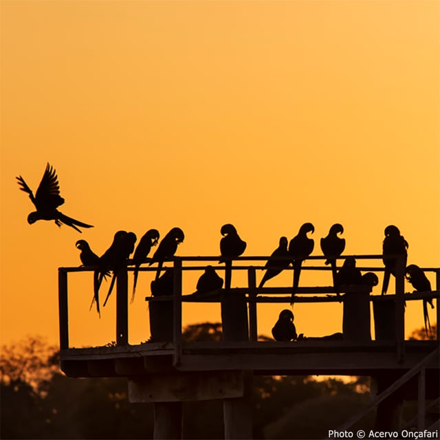 Help Save Vulnerable Parrots from Poachers and Deforestation
