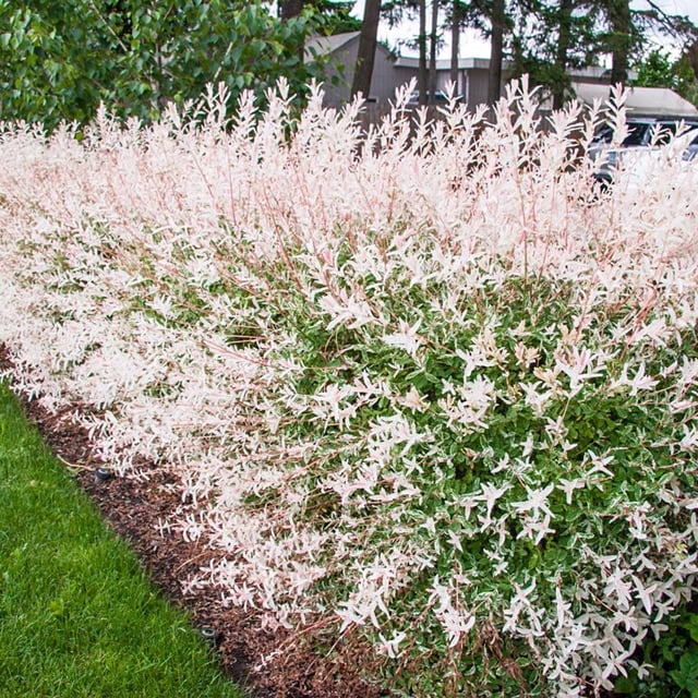 Dappled Willow Hedge