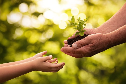 Close up of senior hands giving small plant to a child over defocused...