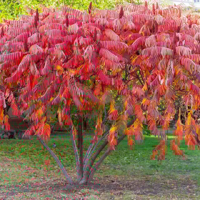 Staghorn Sumac