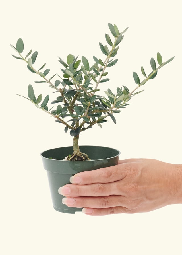 European Olive Tree