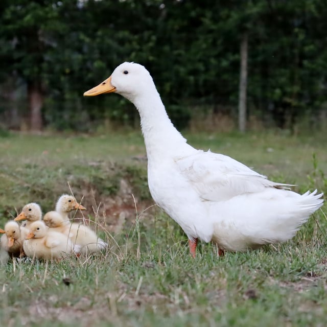 Ducklings: Pekin