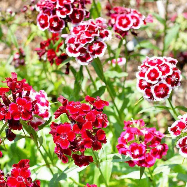 Sweet William, Tall Double Mixed Colors Seeds, 700mg