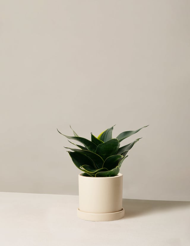Snake Plant ‘Hahnii’