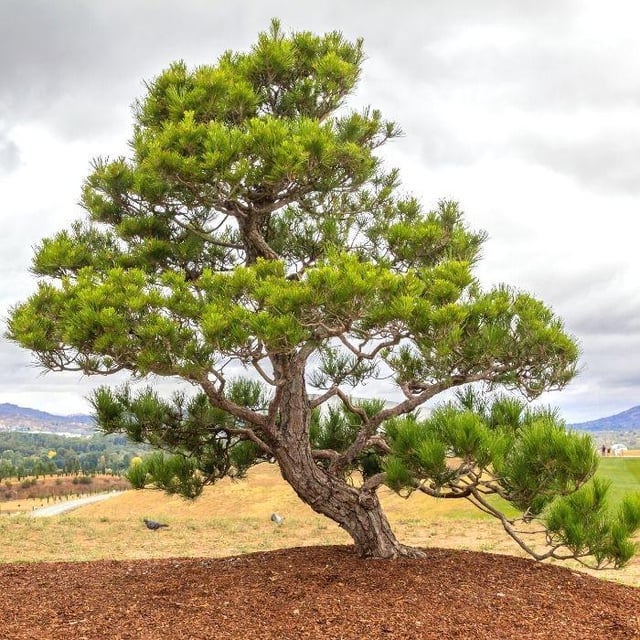 Japanese Black Pine