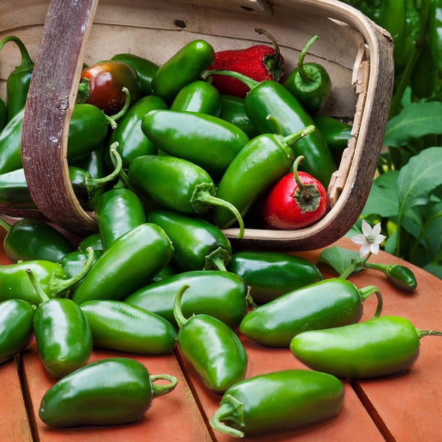 Jalapeno Hot Pepper (2 Pack)