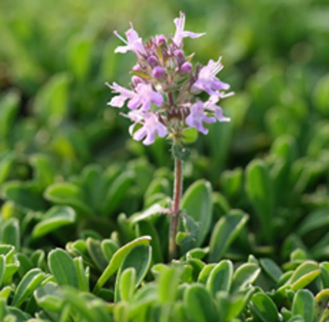 Thyme Red Essential Oil