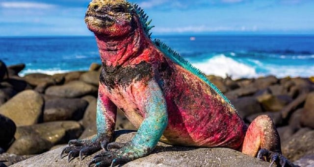 Galapagos Affordable 8 Days Tour