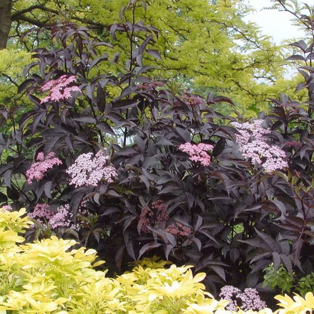 Black Beauty Elderberry