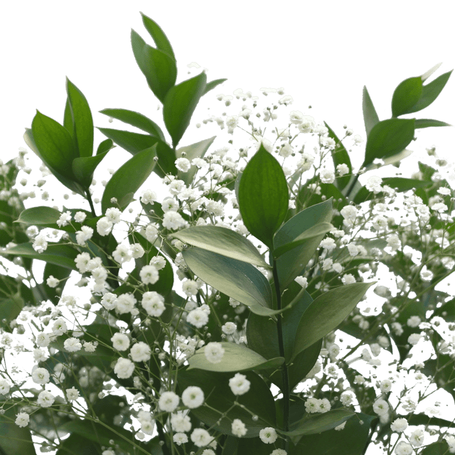 Flower Filler Fresh Natural Gypsophila For Sale