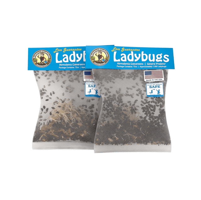 Ladybugs - General Predators