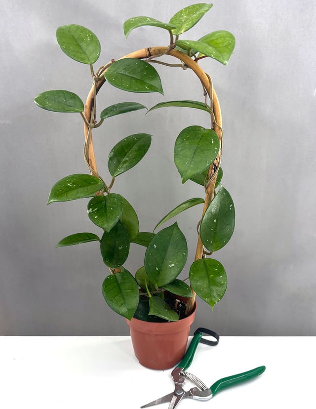 Hoya Fungii