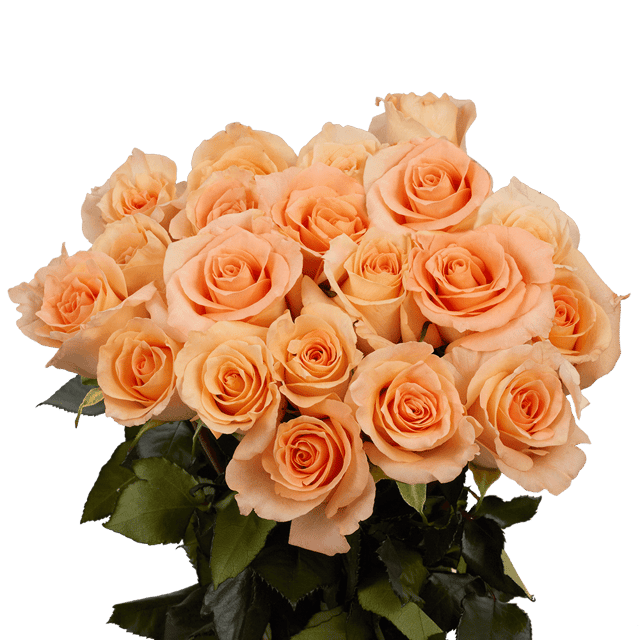Peach Roses Send Cheap Parissiene Rose Flowers