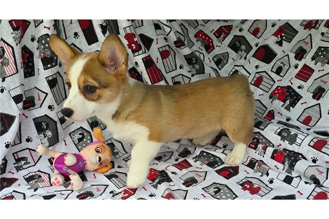 Harmony | Puppies For Sale at Pawrade