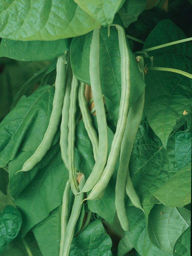 Bean, Pole, Kentucky Wonder