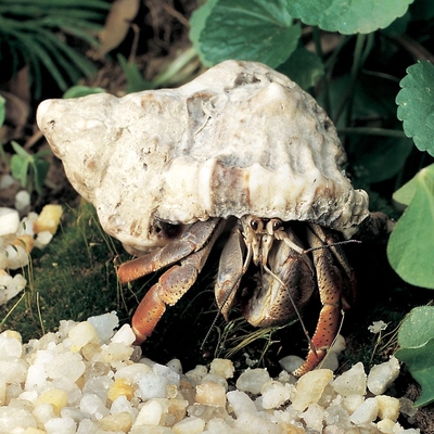 "Land Hermit Crab, Living, Pack of 3"
