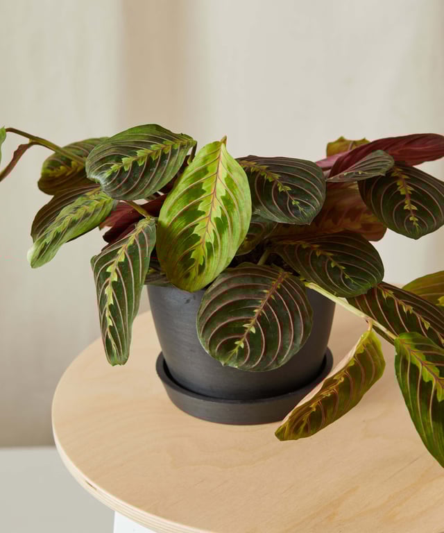 Red Prayer Plant