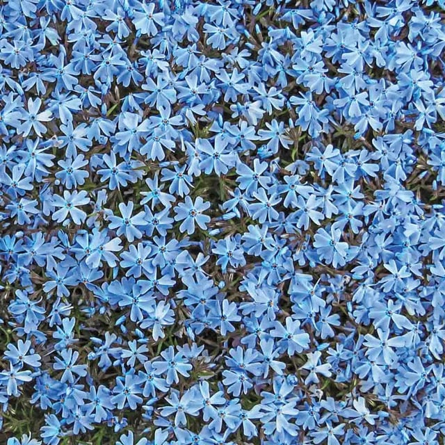 Blue Emerald Creeping Phlox