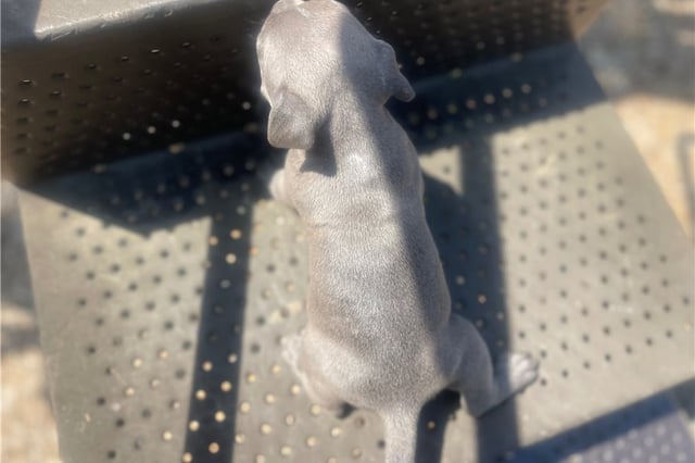 Grayson | Puppies For Sale at Pawrade
