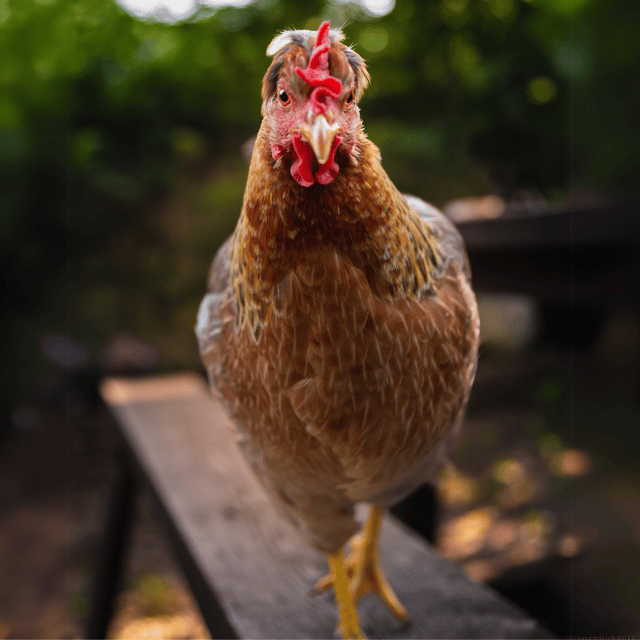 Baby Chicks: Cream Legbar