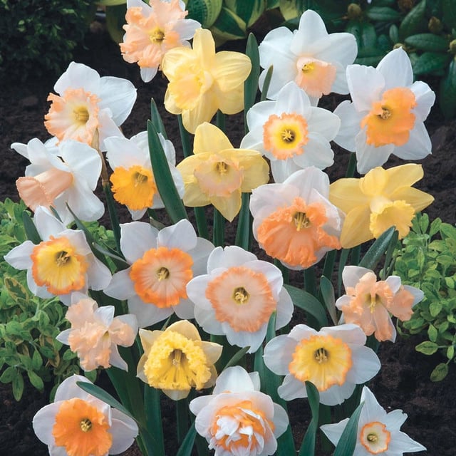 Hybridizer's Pink Daffodil Mixture