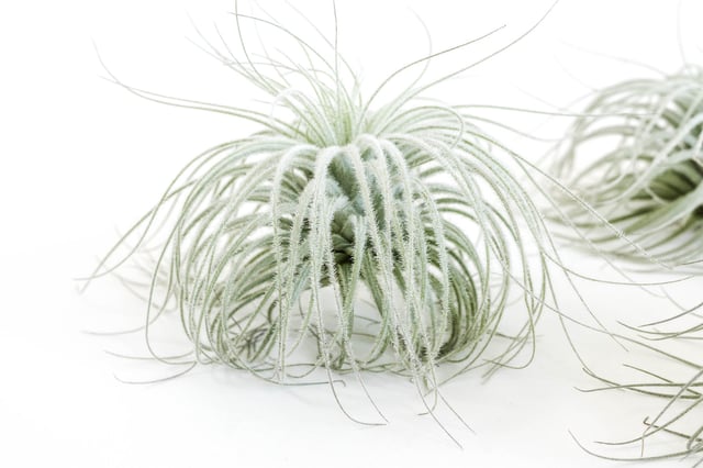 $15 Labor Day Special - XXL Tillandsia Tectorum Ecuador Air Plant