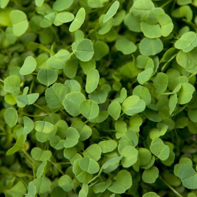 Non-Dormant Alfalfa - Nitrocoated  Seed (lb)