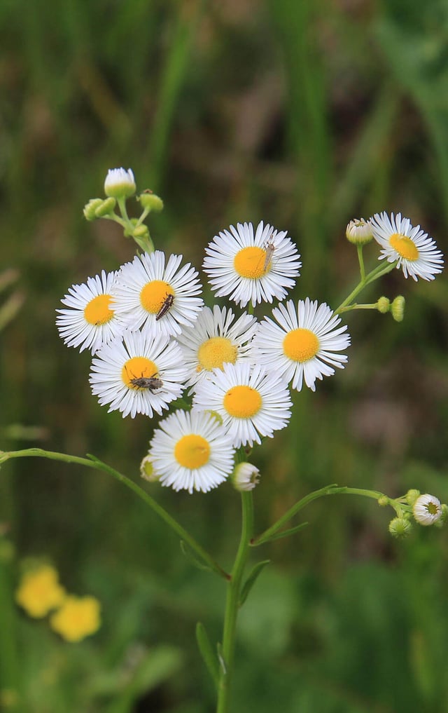 Fleabane Daisy