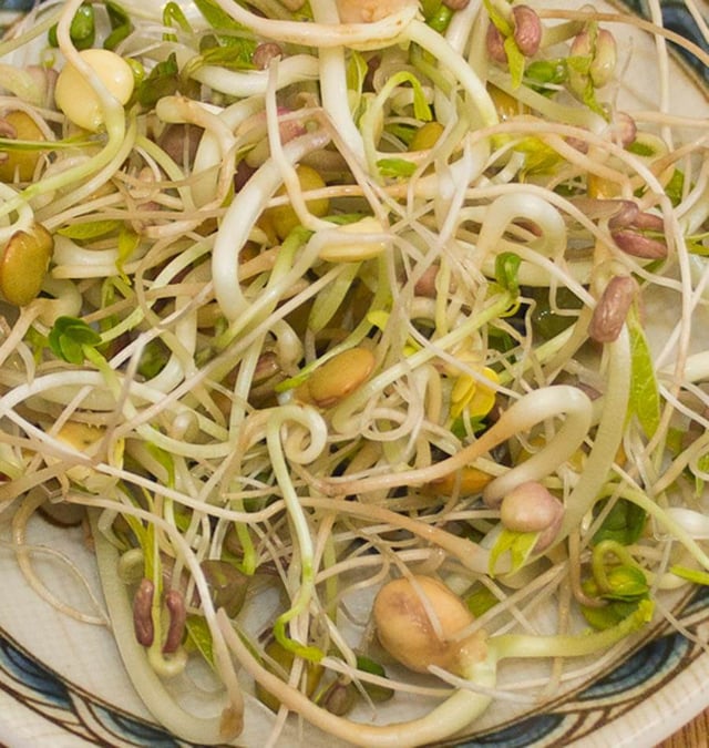 Gourmet Sprouting Seeds Organic