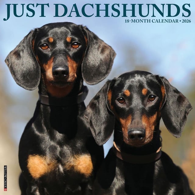 Just Dachshunds 2026 Wall Calendar