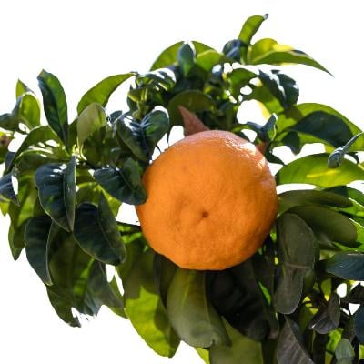 Bouquet de Fleurs Sour Semi-Dwarf Orange Tree