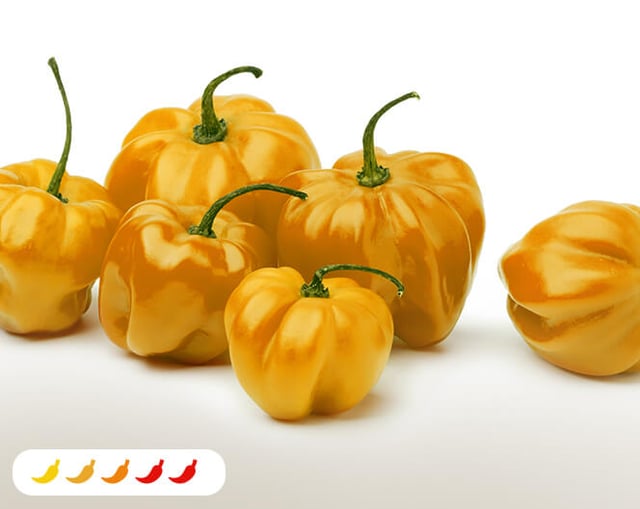 Yellow Scotch Bonnet Hot Pepper (2 Pack)