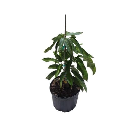 Ice Cream Dwarf Mango Tree, Grafted