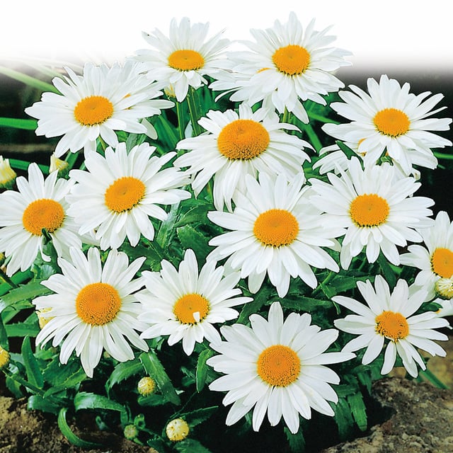 Shasta Daisy, Alaska Seeds Online Edition
