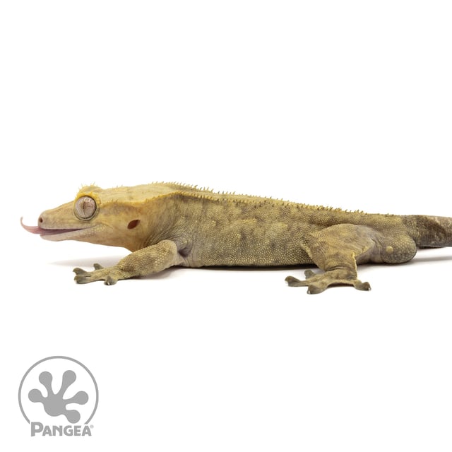 Male Tiger Crested Gecko Cr-1915