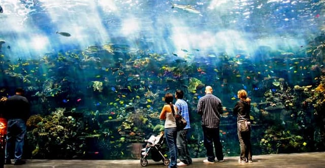 Atlanta: Georgia Aquarium Skip-the-Box-Office Entry Ticket