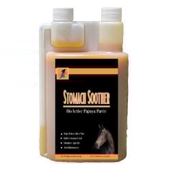 CeraSoothe CHX Antiseptic Shampoo 4% for Dogs, Cats & Horses