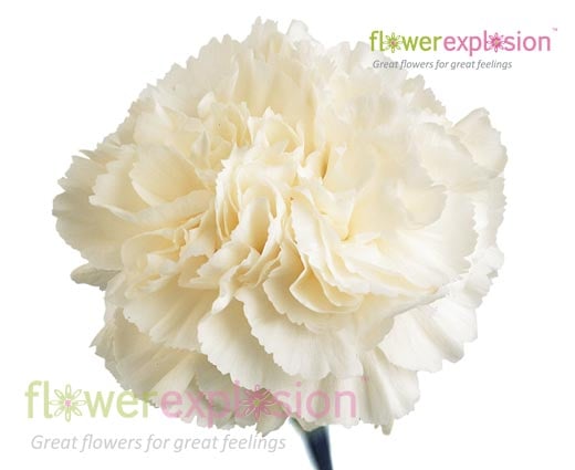 White Carnations
